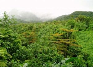 Bosque Tropical Lluvioso