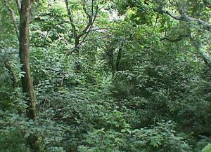 Bosque Tropical Seco