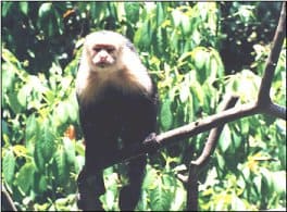 Mono Cariblanco