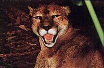 Puma, león de montaña