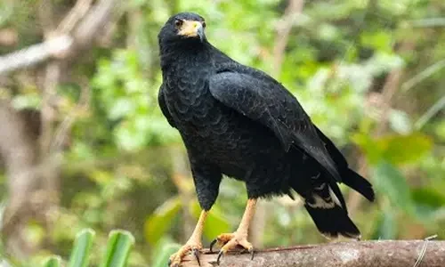 Águila solitaria
