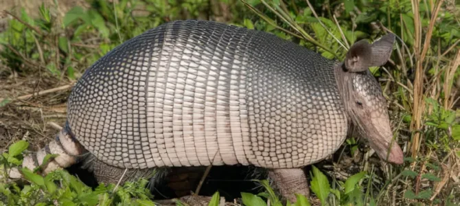 Armadillo común o cusuco