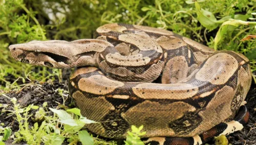 Becker