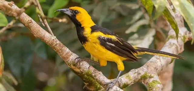 Bolsero coliamarillo, chorcha o chilote