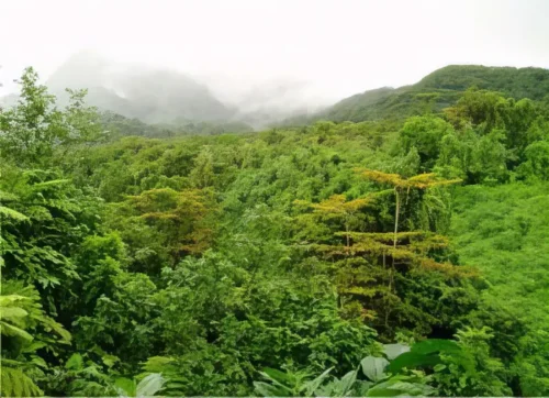 Bosque Tropical Lluvioso