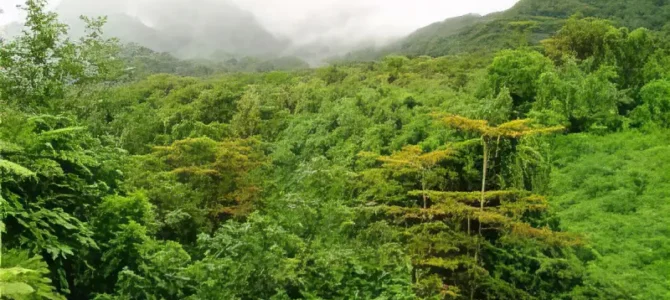Bosque Tropical Lluvioso