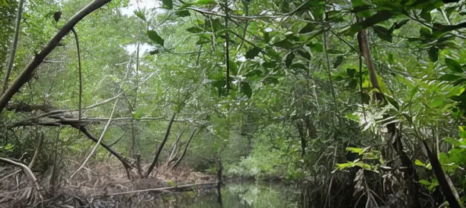 Bosque de Manglar