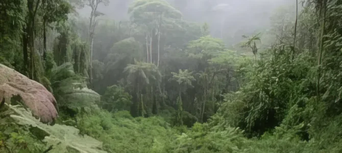 Bosque Nuboso