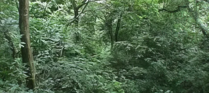 Bosque Tropical Seco