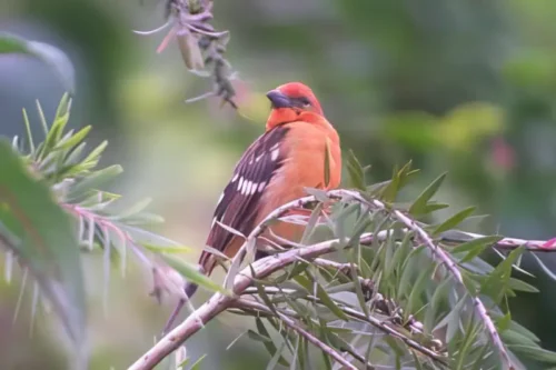 Observación de aves