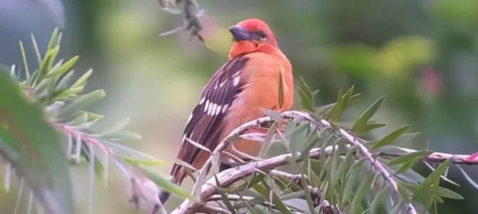 Guía de observación de aves en Costa Rica