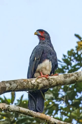 Caracara garganta roja