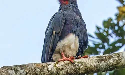 Caracara garganta roja o cacao deslenguado