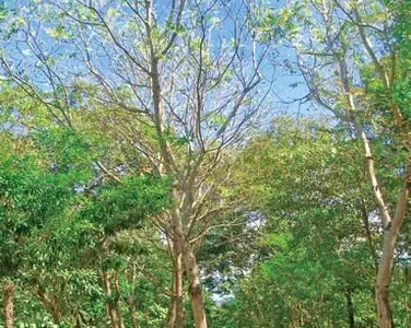 Cedro real