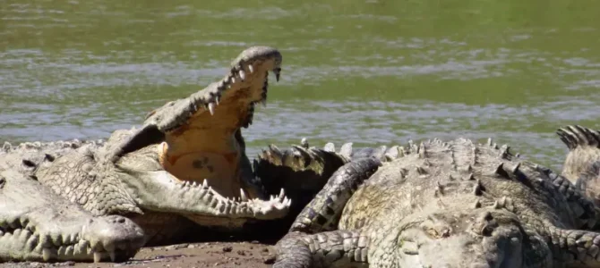 Cocodrilo (Crocodylus acutus)