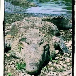 Cocodrilos en Costa Rica