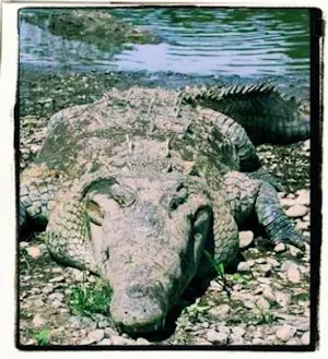Cocodrilos en Costa Rica