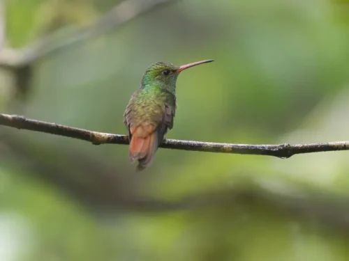 Colibrí de manglar
