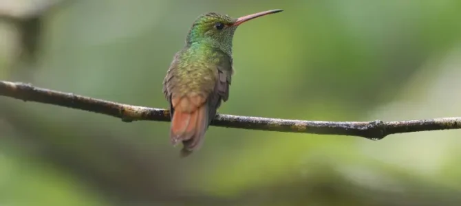 Colibrí de manglar