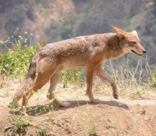 Coyote