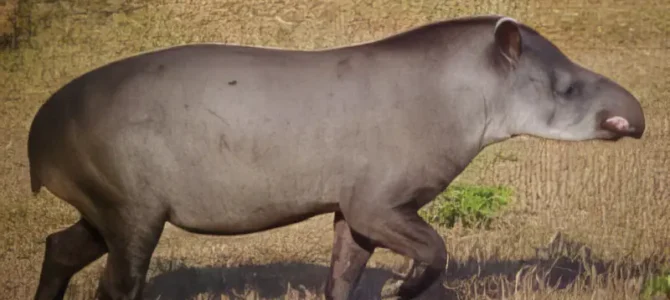 Danta (Tapir de Baird) Danta (Tapir de Baird)