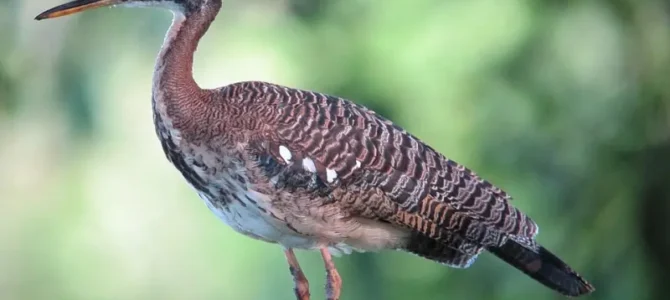 Garza del sol