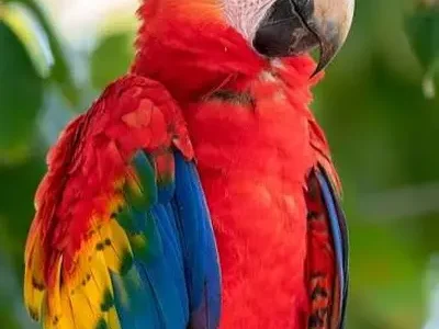 Lapa roja o guacamaya