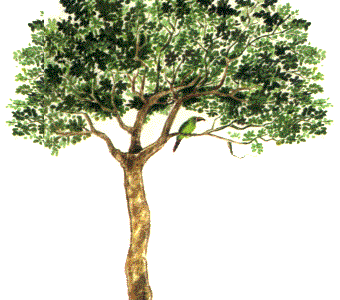 Guayabo
