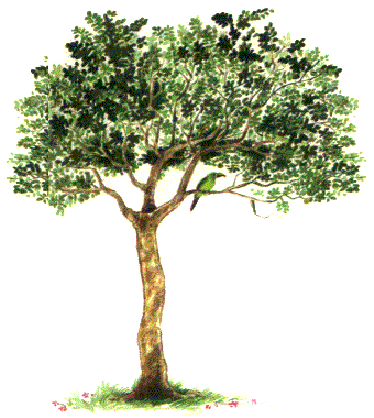 Guayabo