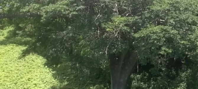Guayacán real