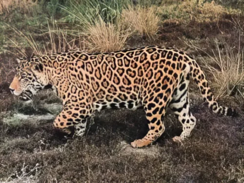 Jaguar