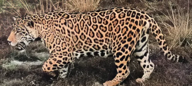 Jaguar