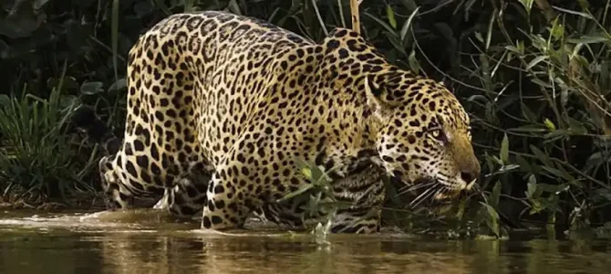 Jaguar (Panthera onca)
