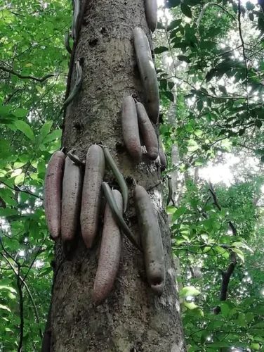 Jícaro danto
