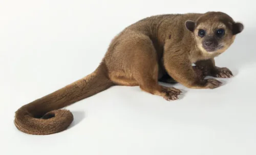 Martilla
