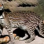 Ocelote