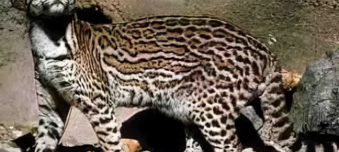 Manigordo (Ocelote) Manigordo (Ocelote)