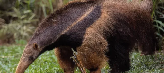 Oso caballo (Oso hormiguero gigante)