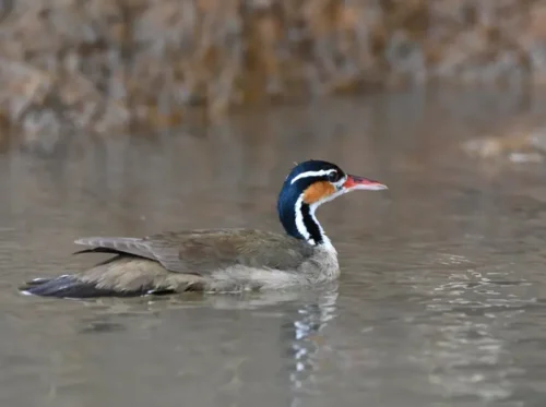 Pato Cantil