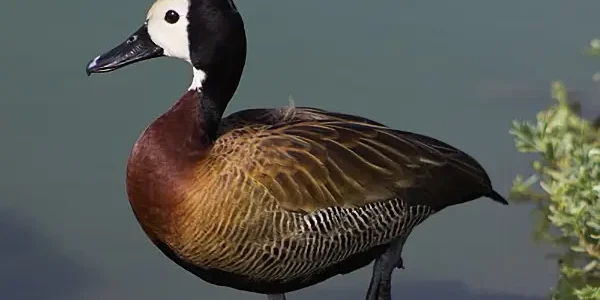 Piche careto o pijije cariblanco