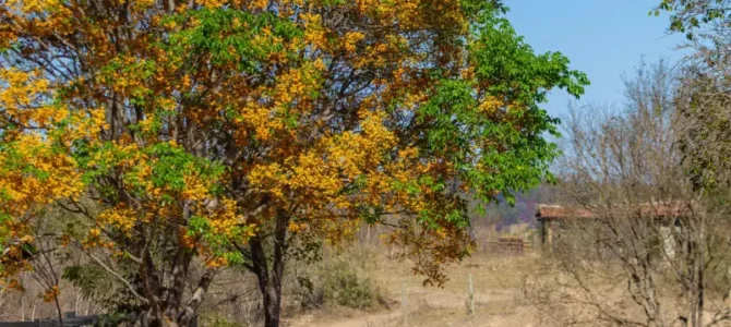 Quira o Guayacán negro