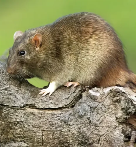 Rata de campo