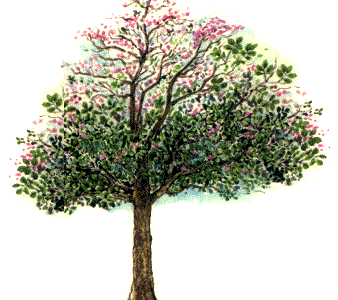 Roble Sabana