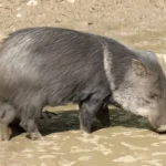 Chancho de monte Saíno
