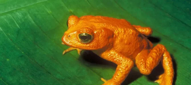Sapo dorado