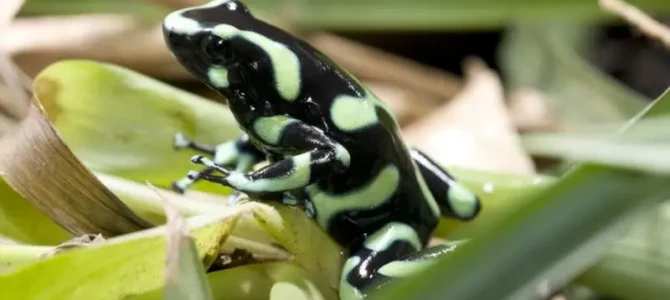 Sapo venenoso (Atelopus varius)