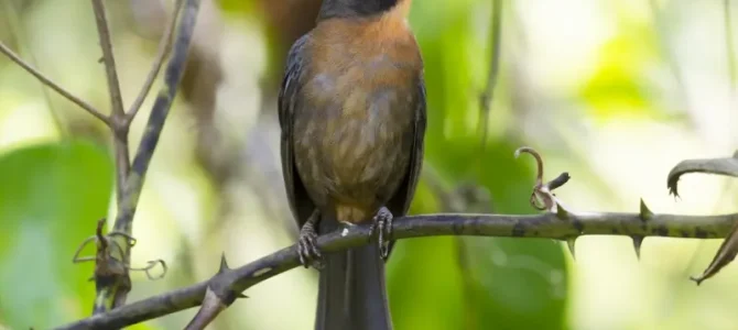 Tangara hormiguera carinegra