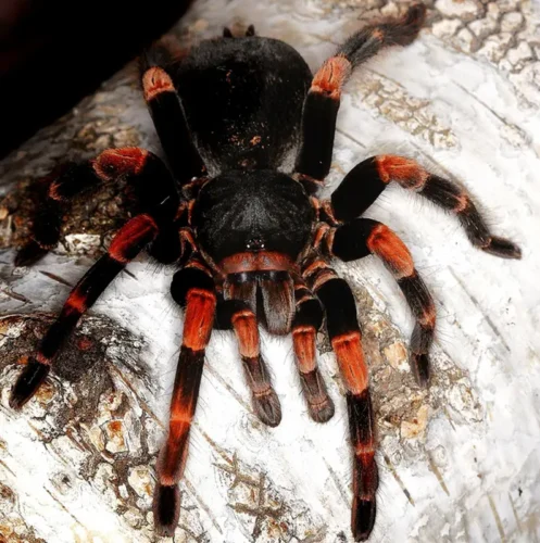 Tarántula