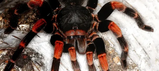 Tarántula