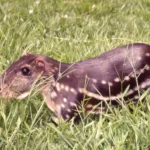 Tepezcuintle